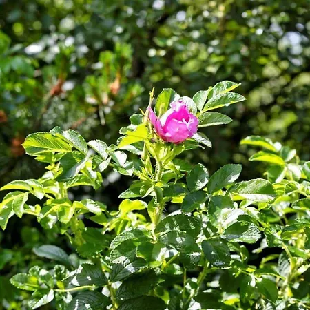 Casa vacanze 0022-romo-ringvejen-135 *